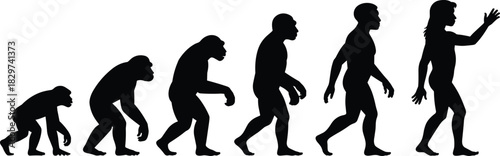 Silhouette of human evolution, from ape to modern human, evolutionary stages, ancestral progress, natural history, human development, evolutionary biology
