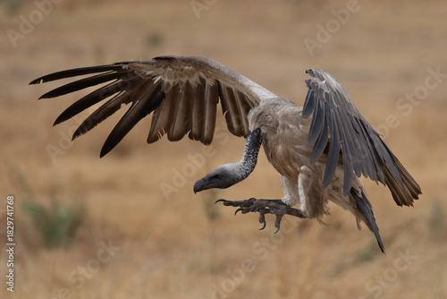 Photos landing white-backed vulture