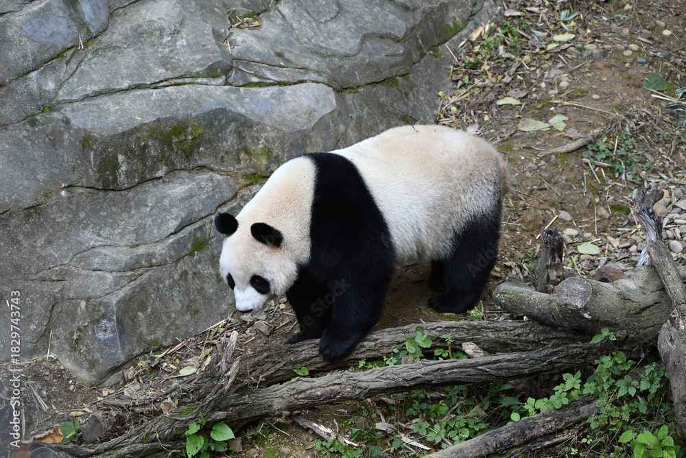 Fototapeta premium a giant panda walking on the ground in the zoo