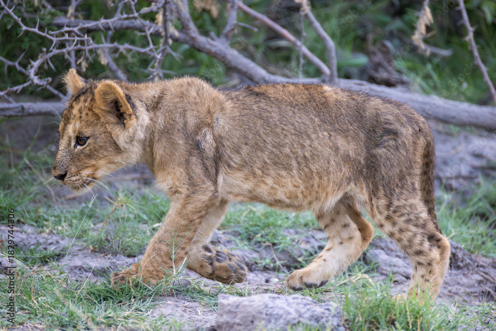 Fototapeta premium a lion cub in Moremi NP, Botswana