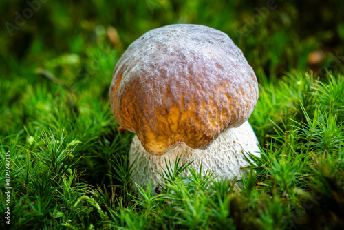 Summer cep mushroom close up
