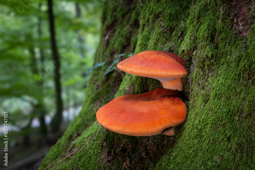 Beefsteak fungus close up