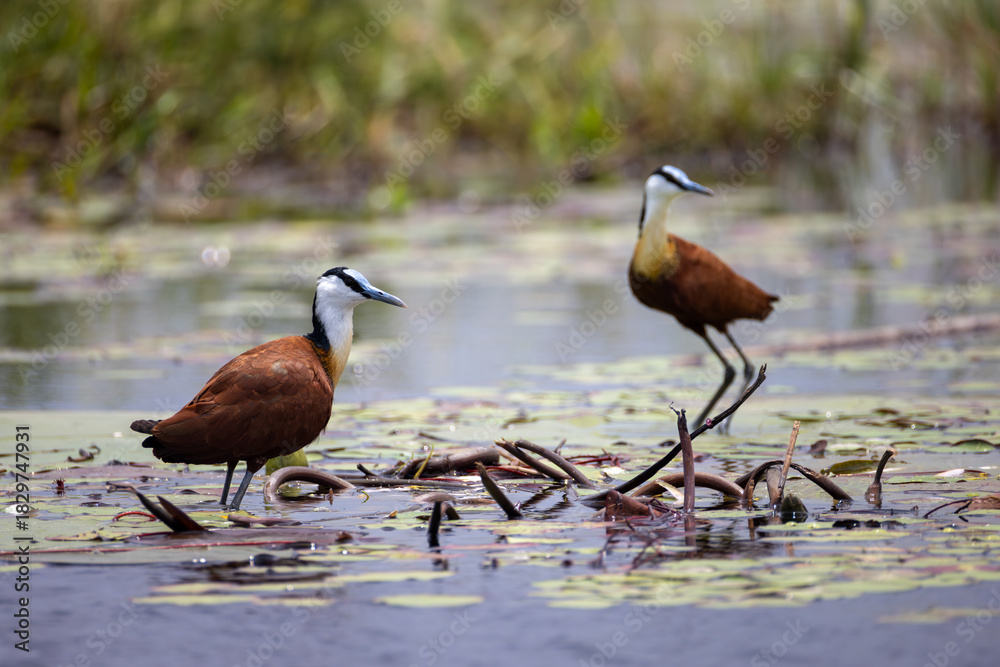 Fototapeta premium two african jacanas in Moremi NP, Botswana
