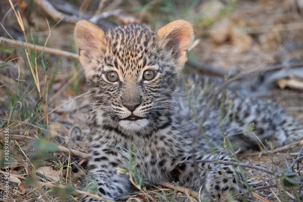Obraz premium cute leopard cub in the bush of Khwai, Botswana