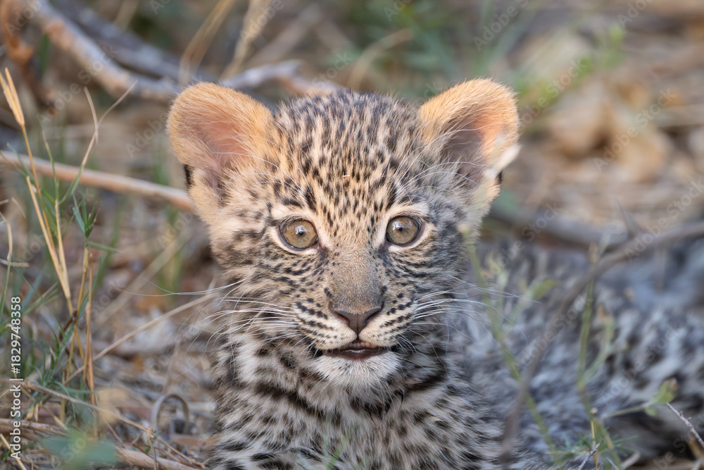 Obraz premium cute leopard cub in the bush of Khwai, Botswana