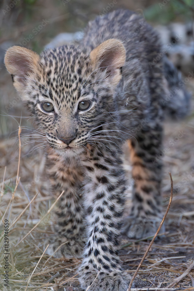 Obraz premium cute leopard cub in the bush of Khwai, Botswana