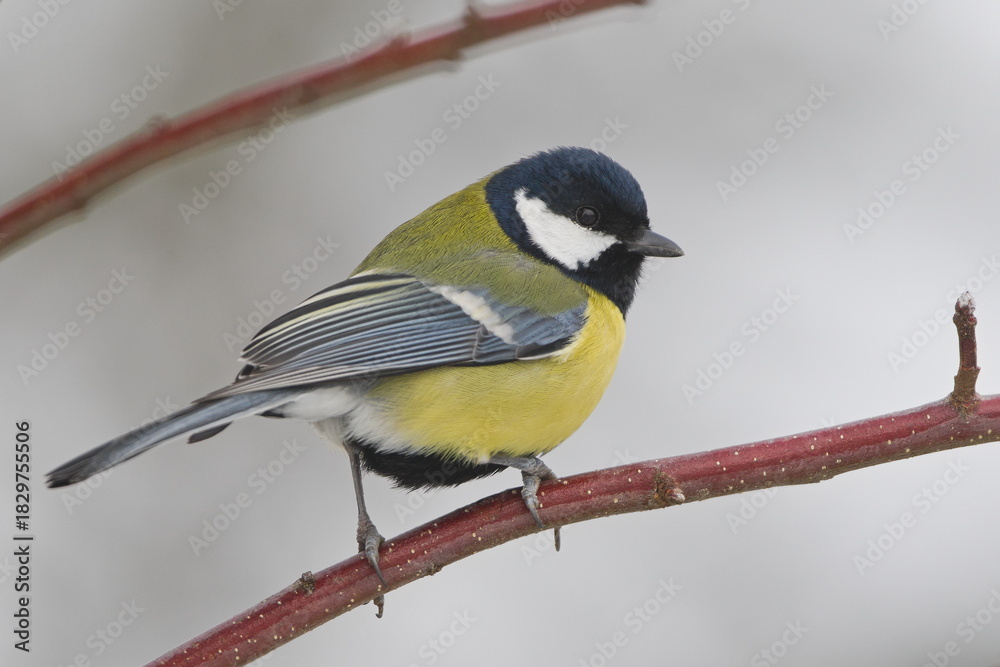 Fototapeta premium Great Tit (Parus major) — adult male (bold black breast stripe) perched on a red twig; a common species in the wild in the Czech Republic