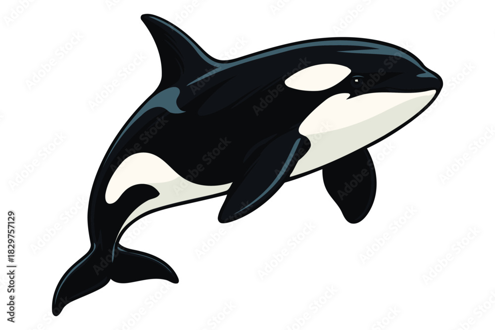 Naklejka premium Majestic orca killer whale leaping gracefully out of water in a dynamic pose illustrating ocean wildlife and marine mammal power
