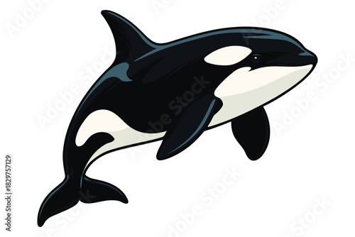 Majestic orca killer whale leaping gracefully out of water in a dynamic pose illustrating ocean wildlife and marine mammal power