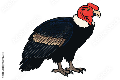 A detailed illustration of a majestic andean condor with striking red head and white neck ruff standing proudly against a white background