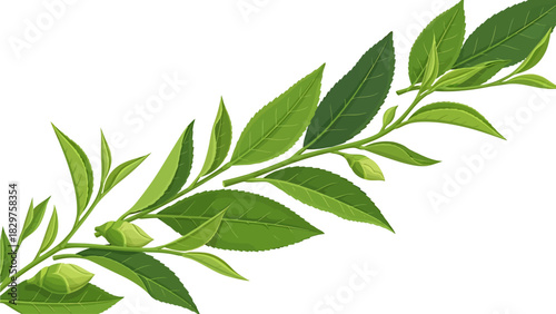Fresh green tea leaves and buds on a branch, isolated on a white background, ready for harvest or brewing.