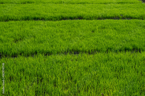 Fototapeta Naklejka Na Ścianę i Meble -  green rice field