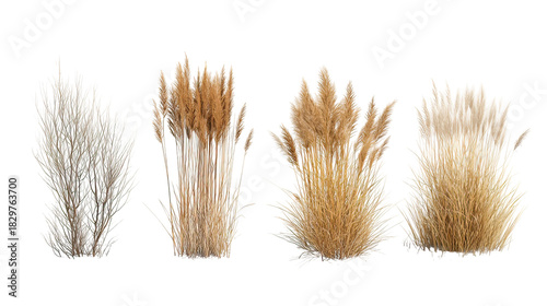 Four sets of winter dry grass side by side isolated on transparent background