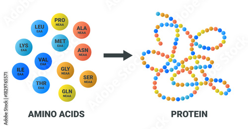 Illustration showing how essential and non-essential amino acids combine to form a protein isolated on a white background. Ideal for science, education, and nutrition-related content.