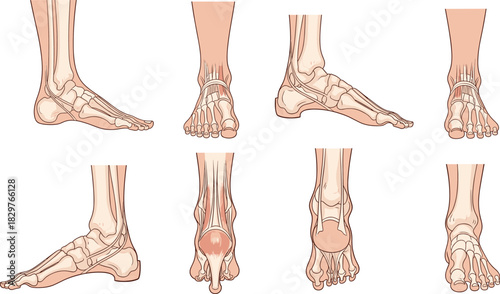 Detailed set of anatomical human feet vector illustrations showing side, front, and back views with visible bones, representing orthopedics, podiatry, skeletal structure, and medical examination conce