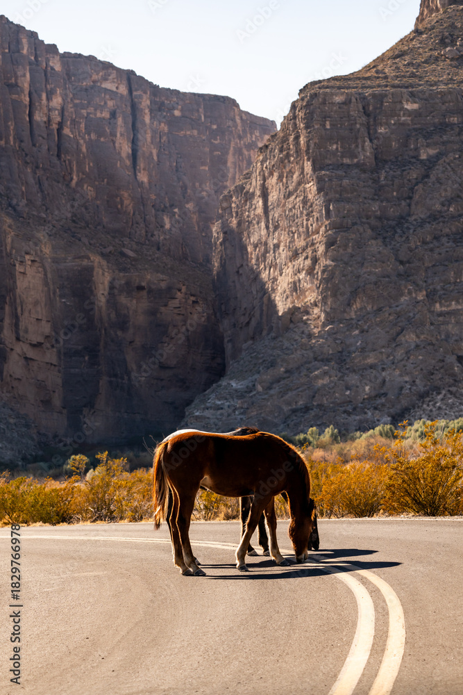 Naklejka premium Wild Horses Stand In The Middle Of The Road Toward Santa Elena Canyon In Big Bend