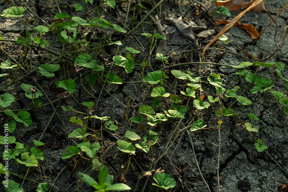Fototapeta premium vines in the rice fields