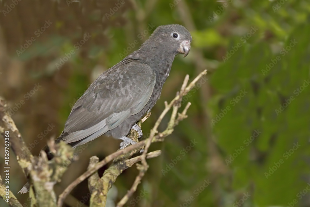 Fototapeta premium Lesser Vasa Parrot, Coracopsis nigra, perched