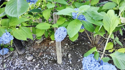 Several blue hydrangeas blooming in a park flower bed in Nagano, Japan.