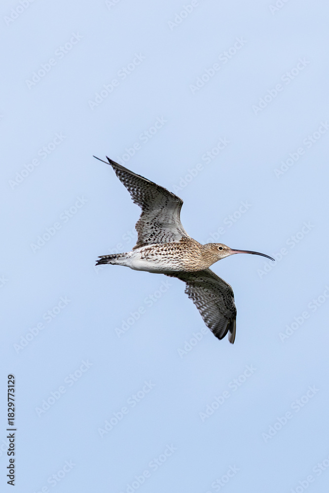 Fototapeta premium Curlew (Numenius arquata) - Bull Island Dublin coastal wader