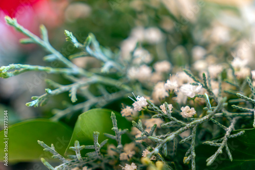 Close-up view of delicate white flowers and green foliage in a garden setting during daylight
