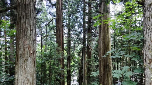 A view from the top of stairs looking down, flanked by tall, straight trees in Nagano, Japan.