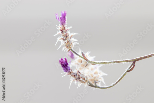 Dried thorny wildflower, macro close-up. Romantic background.