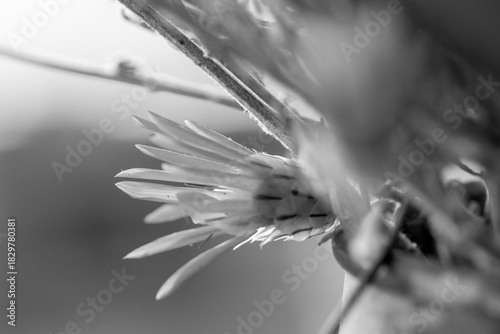 Dried thorny wildflower, macro close-up. Romantic background.