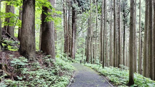 A leisurely walk along a winding path through a forest of tall, straight cedar trees in Nagano, Japan.
