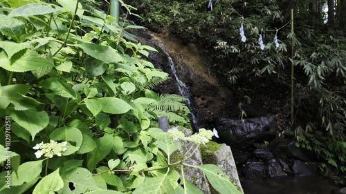 Many plants with insect-eaten leaves grow near a small waterfall in Nagano, Japan.