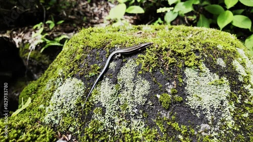 A long-tailed lizard resting quietly on a moss-covered stone in Nagano, Japan.