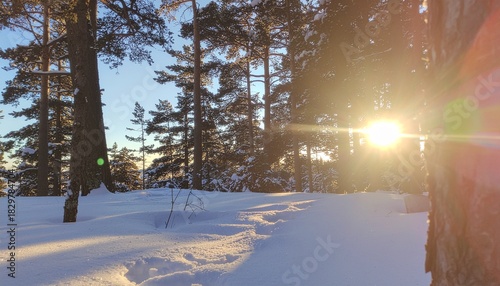 Winter Forest at Sunrise with Fresh Snow