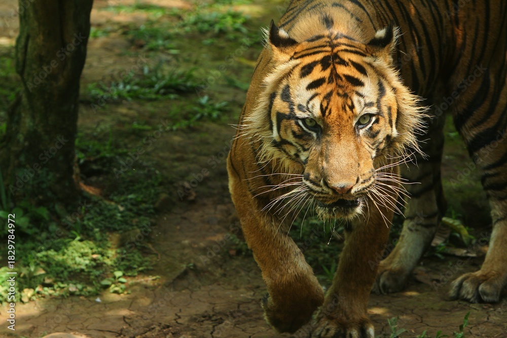 Obraz premium close up of a sumatran tiger walking calmly while looking ahead