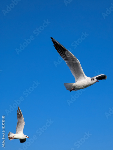 Canvas Print Two seagulls flying in a clear blue sky captured in motion.