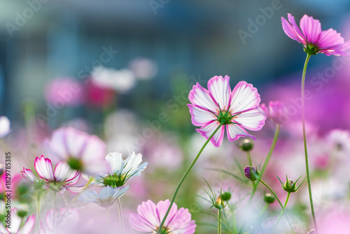 秋の野原に咲くピンクと白のコスモスの花と柔らかなボケ
