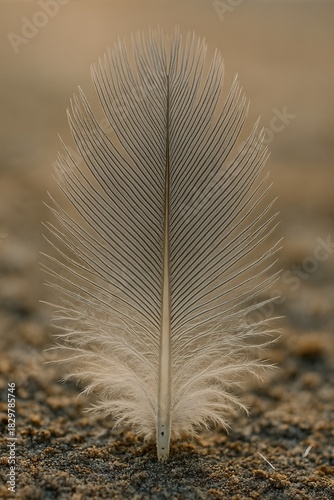 Feather barb symmetry in warm light