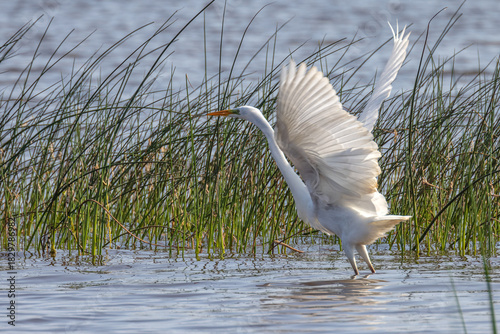 pure white heron start fly from green grass