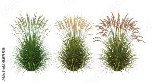 Set of three highly detailed isolated ornamental grass clumps on white background