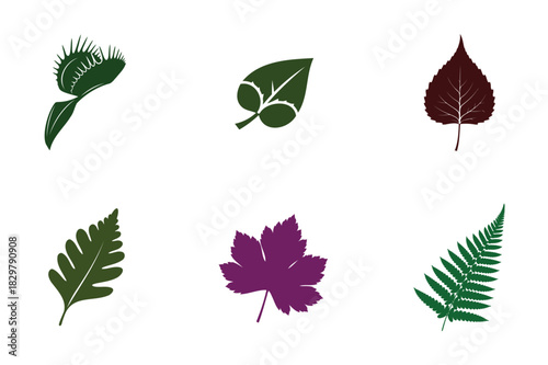 Botanical illustration of various leaves in different colors on white background