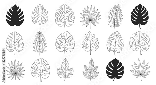 Collection of various tropical leaves, including monstera and palm, shown in both solid silhouette and detailed line art styles.