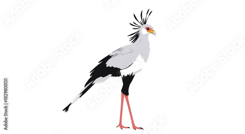 A detailed vector illustration of a majestic secretary bird with its distinctive crest and long legs isolated on a white background.