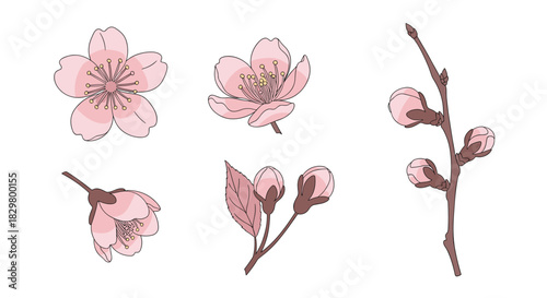 A collection of beautiful pink cherry blossom flowers and buds on branches for a Japanese sakura spring floral design.