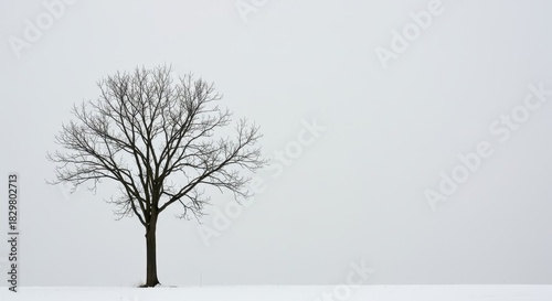 A solitary, skeletal bare tree stands dramatically against a pale, muted winter sky, highlighting the season of dormancy, starkness, and cold weather, fall, organic, silhouette