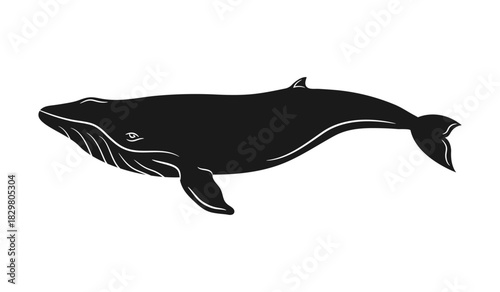 Whale silhouette isolated on white background. Vector illustration