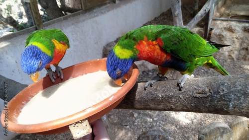 Visitantes de zoo alimentando con papilla para loros a coloridos lori arcoíris en aviario, Santa Eugènia, Mallorca, Islas Baleares. Actividades con animales, diversión familiar, fauna silvestre. 