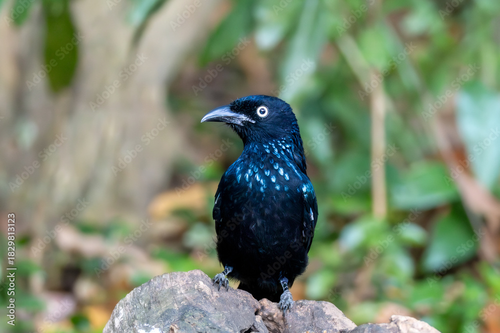 Obraz premium Crested Drongo (Dicrurus balicassius) in its natural tropical habitat in Bali, Indonesia. The species is shown within lush green vegetation, illustrating the forest ecosystem where it lives.