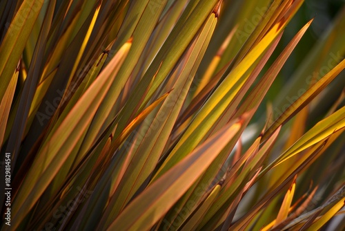 New Zealand native ornamental plant (Phormium) with symmetrical sword shaped, russet bronze leaves. 