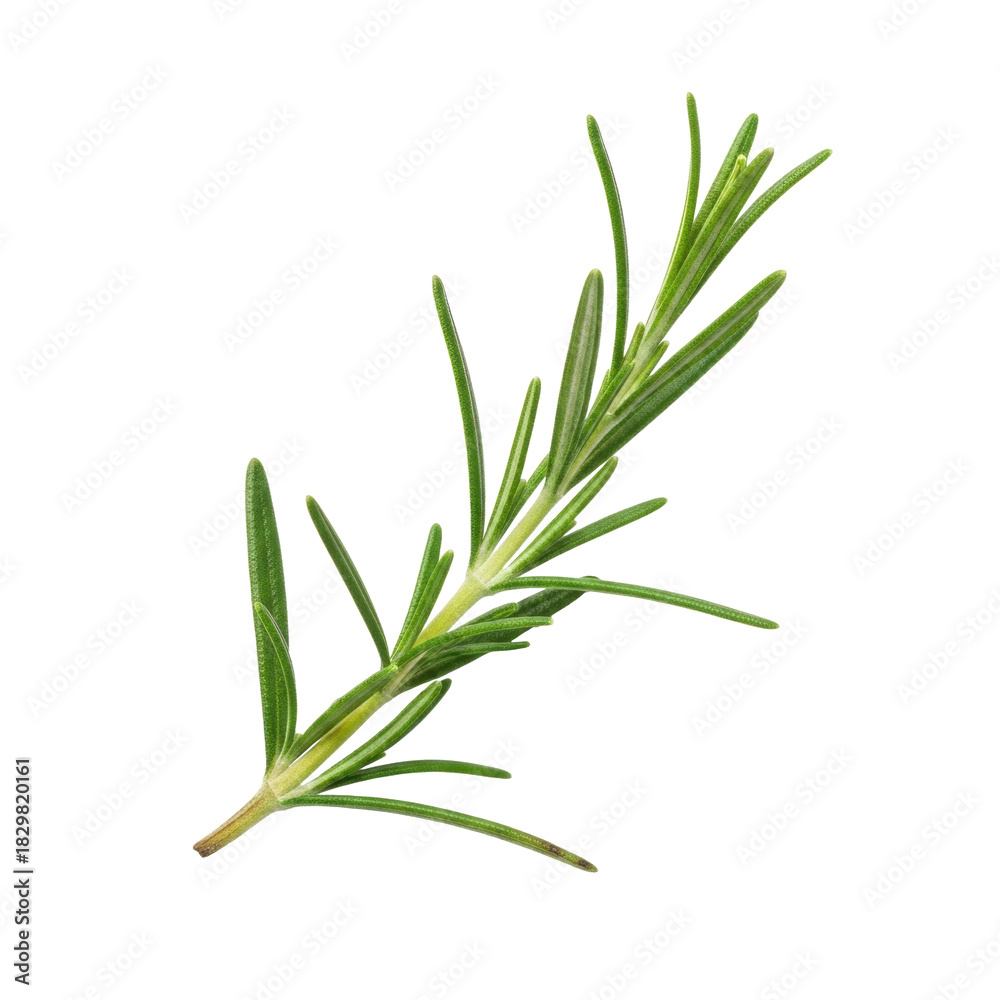 Fototapeta premium Rosemary twig aromatic needles isolated clean white background