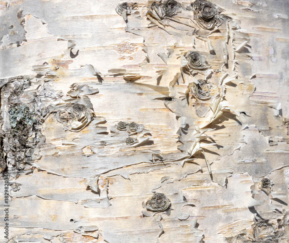 Naklejka premium The birch bark texture or background. Macro shot is made by means of stacking technology trunk. Texture made of birch tree bark. Beautiful birch trunk background. Conceptual image. Peaceful nature.