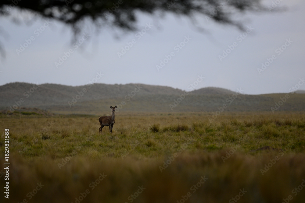Fototapeta premium Red deer in Pampas grass environment, Argentina, Parque Luro, Nature Reserve
